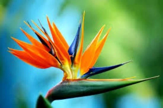 Bird of Paradise Seeds, 5 Seeds, Strelitzia Reginae, Tropical Plant, Exotic Flower, Rare Gardening Seeds
