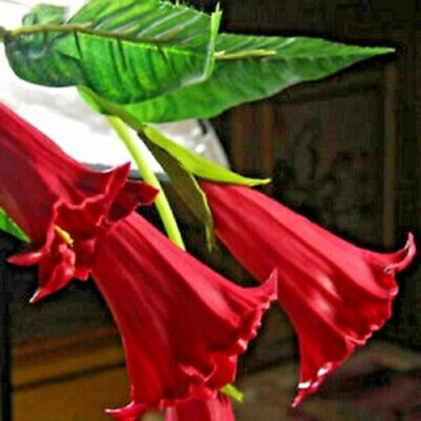 Candy Red Angel Trumpet Seeds - 10 Pack Brugmansia Datura Flowers for Gardening