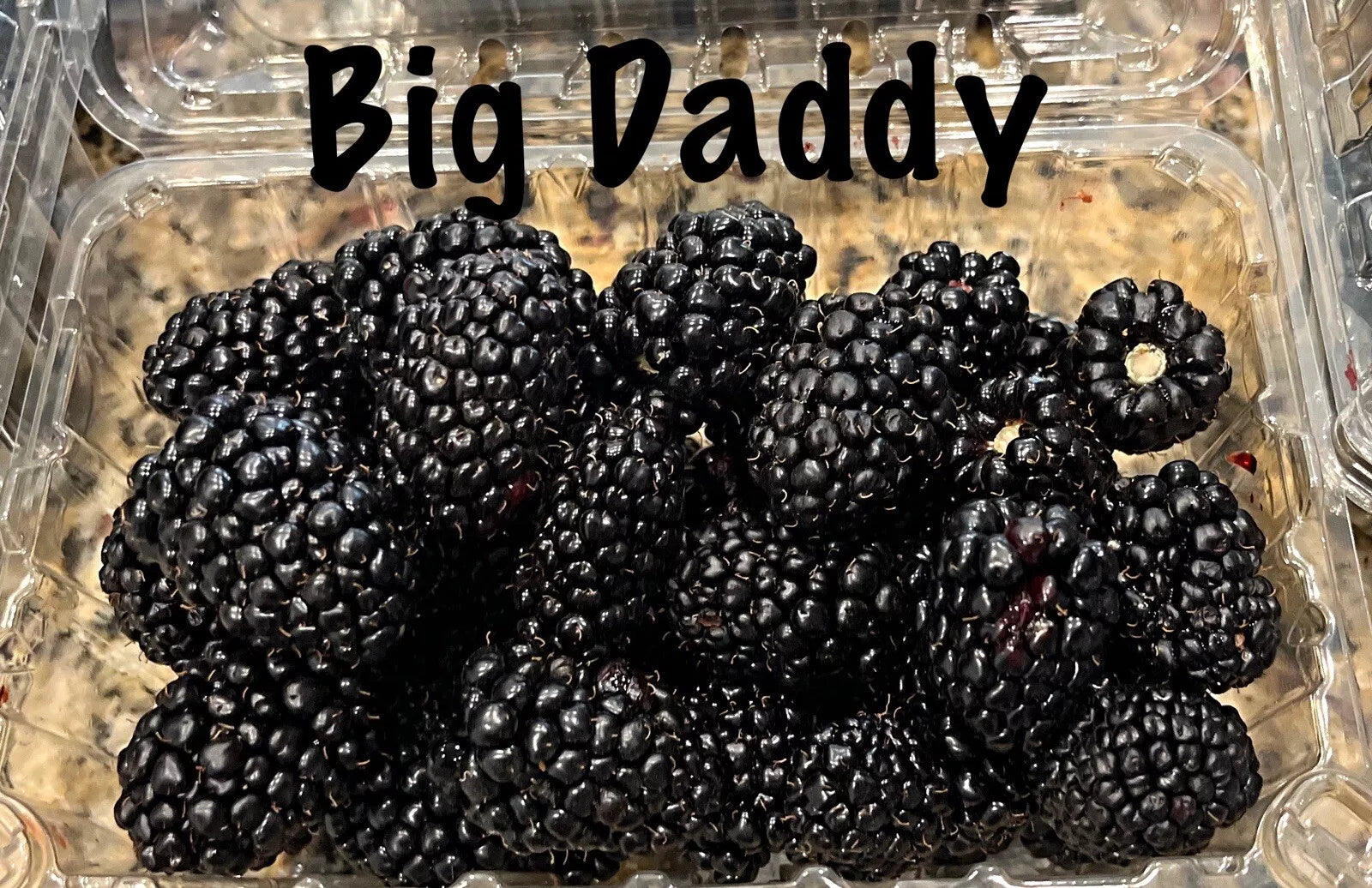 3 Pack Big Daddy Thornless Blackberry Live Plants - Rubus fruticosus, Perfect for Outdoor Garden, Easy to Grow