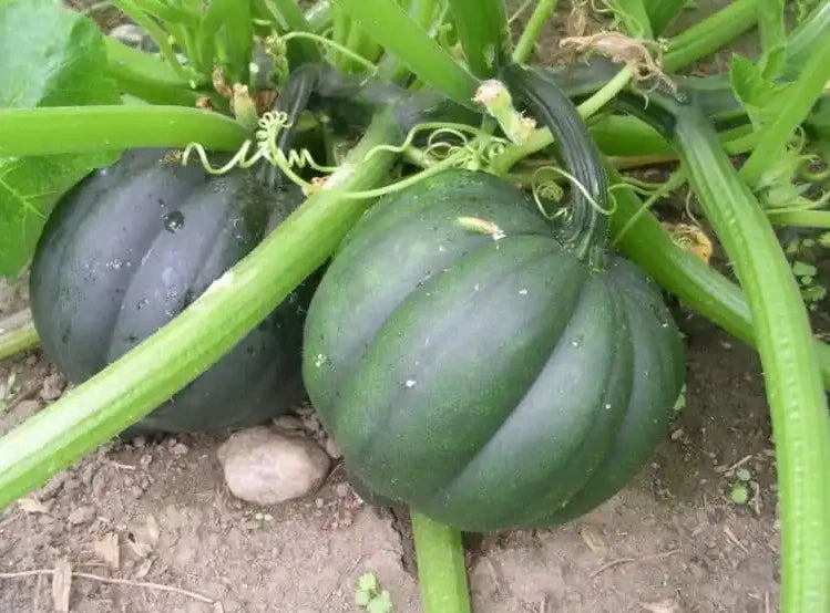 25+ Table Queen Acorn Winter Squash Seeds - Heirloom Organic Non-GMO Fresh - Cucurbita pepo
