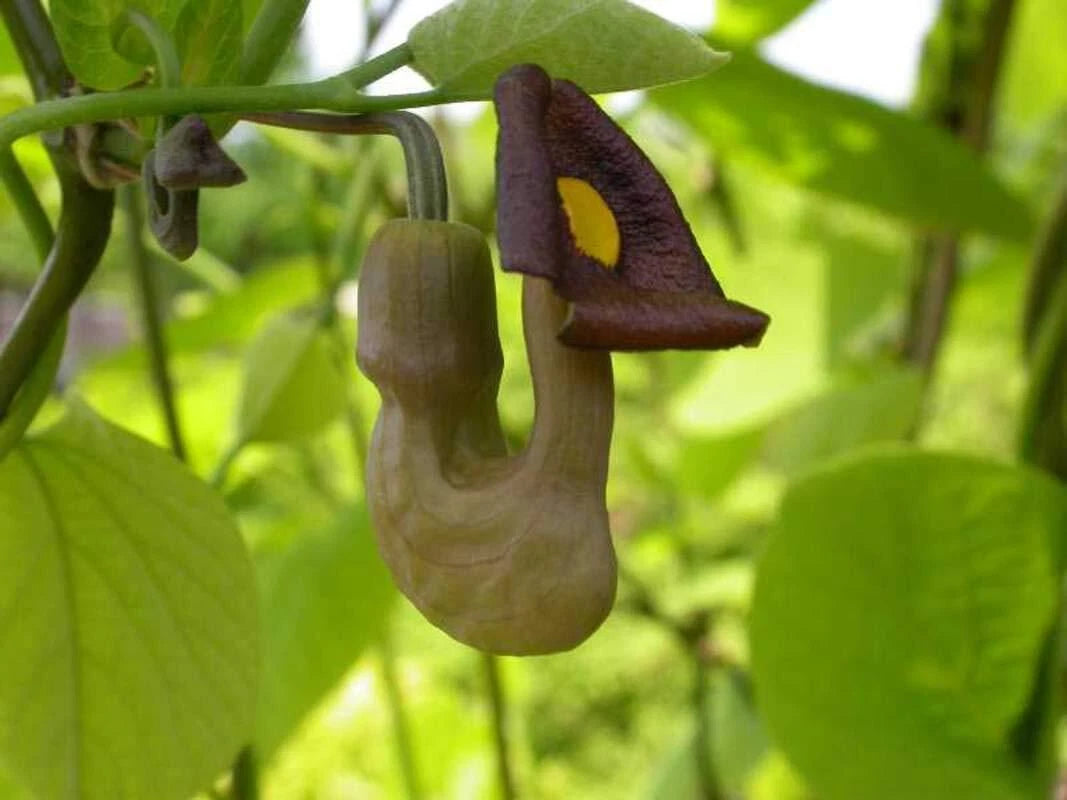 seeds for climbing plants Pipevine Seeds 20 - Aristolochia durior