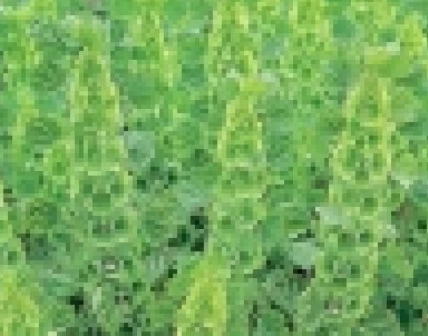 Belles of Ireland Seeds - 75 Fresh Seeds - Molucella laevis - Free Shipping