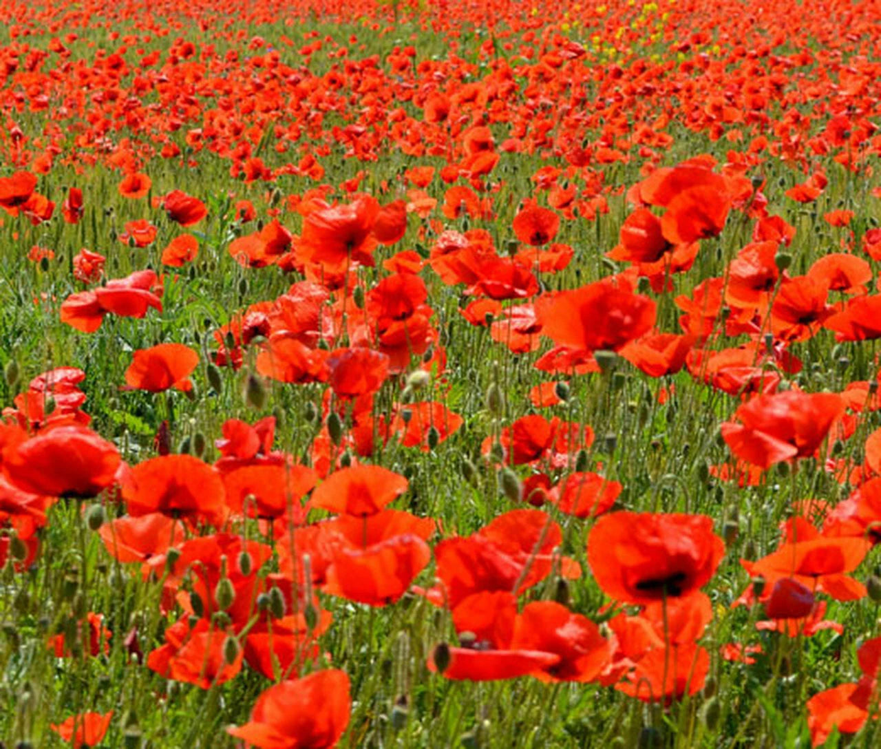 2340 Poppy Seeds - American Legion Red Flower - Papaver rhoeas - GroCo - USA - Buy 15 Ships Free