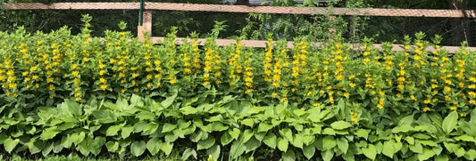 10 Bare Root Yellow Loosestrife Perennial Plants (Lysimachia vulgaris) - Butterfly Attracting, Deer Resistant, Outdoor Garden Flowers