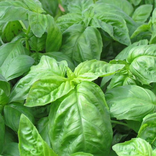 Italian Basil Seeds 200+ Non-GMO | Heirloom Culinary Herb for Fresh Garden | Ocimum basilicum