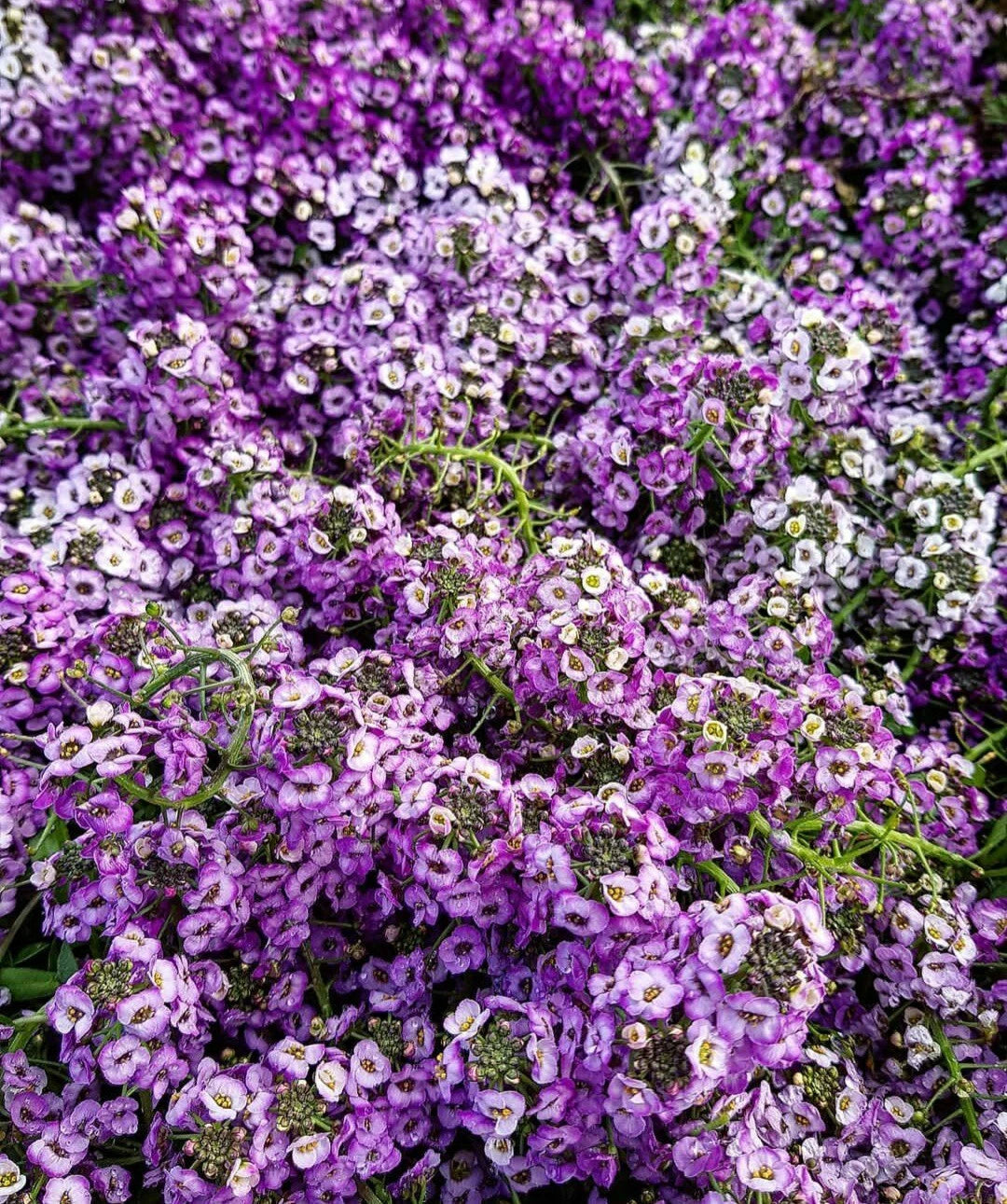 Sweet Alyssum Flower Seeds - 100 Count - Royal Color - Lobularia maritima
