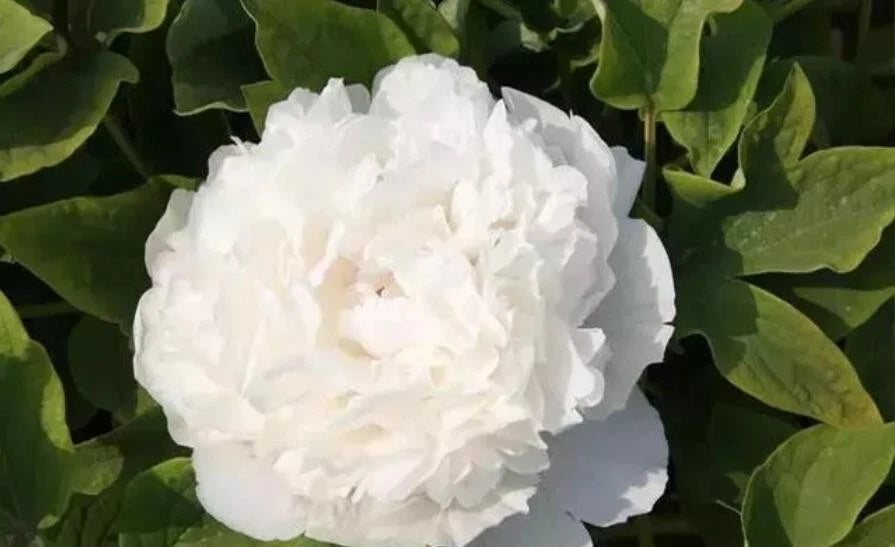 10pc Peony Seeds - Exotic Garden Flower - Paeonia Lactiflora - USA Seller, Free Shipping