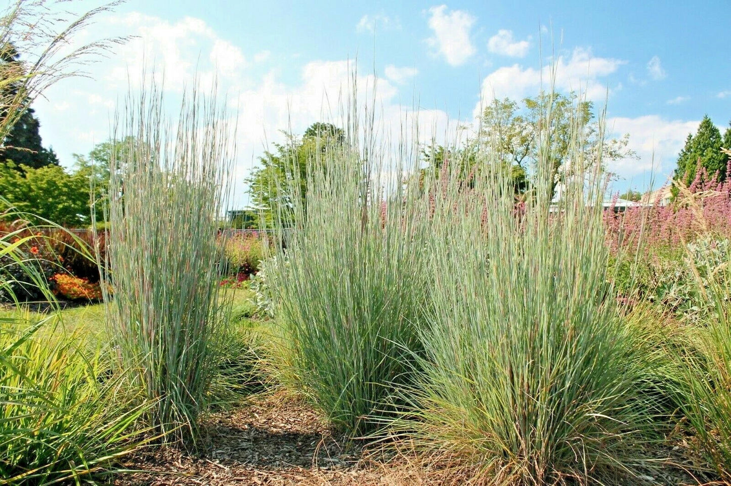 Big Bluestem Seeds - Native Tall Grass Prairie - Ornamental Drought & Heat Tolerant - Andropogon gerardii