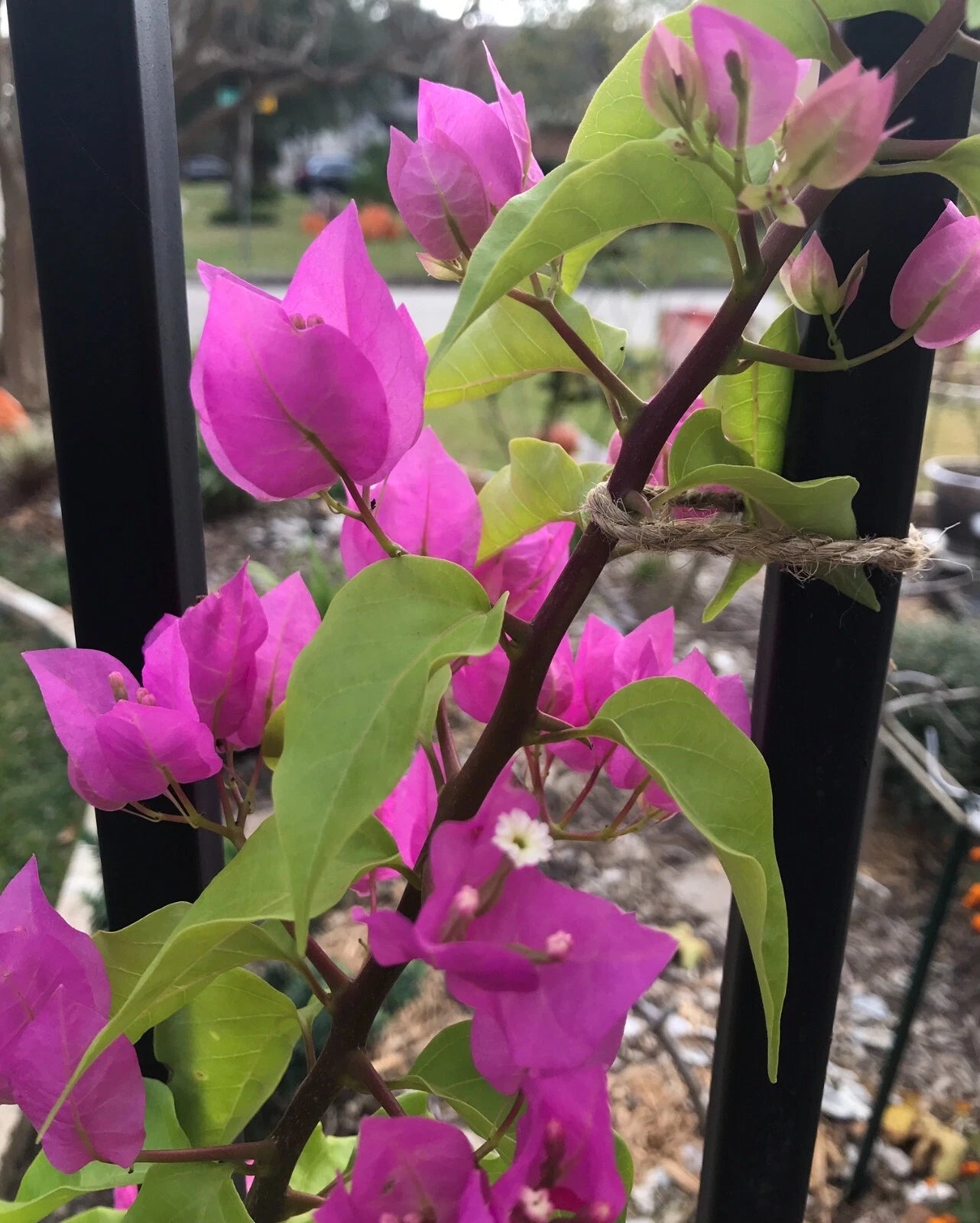 Bougainvillea Plant - Live Bare Root - Well Rooted - Bougainvillea spp. - Free Shipping