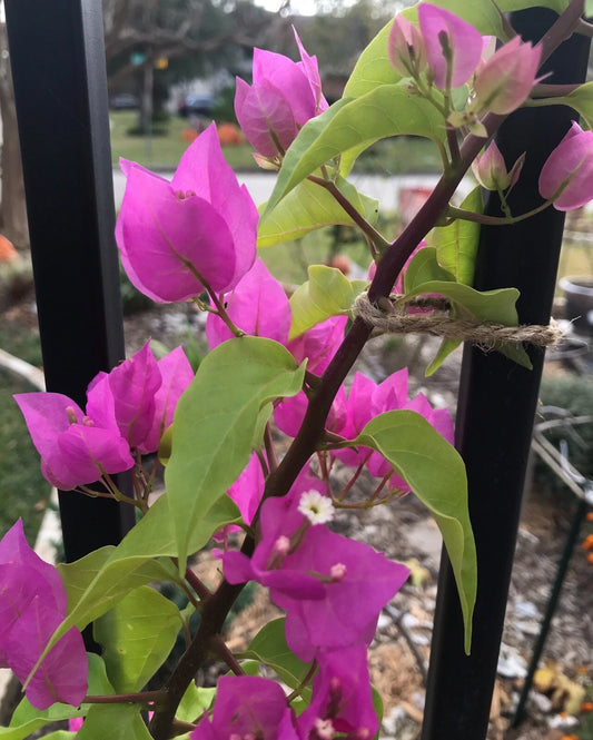 Bougainvillea Plant - Live Bare Root - Well Rooted - Bougainvillea spp. - Free Shipping