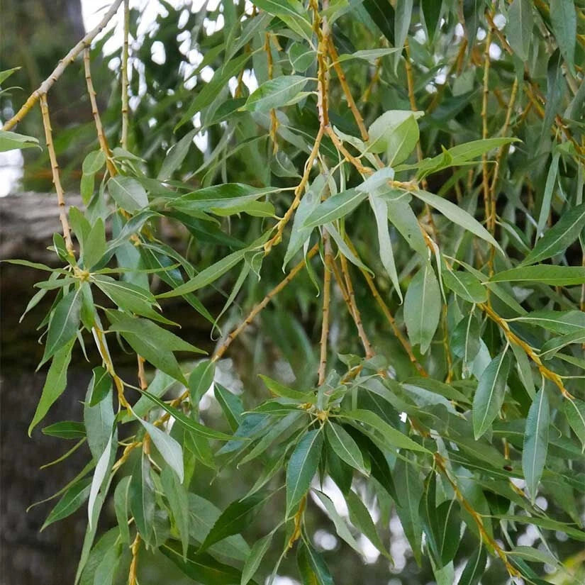 Weeping Willow Cuttings, 9 Organic Cuttings, Salix Babylonica, Bonsai Spec, Austree Tree