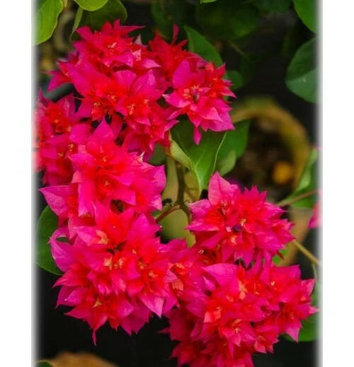 Double Red Bougainvillea Starter Plant - Small Well Rooted - Rare HTF (Bougainvillea glabra)