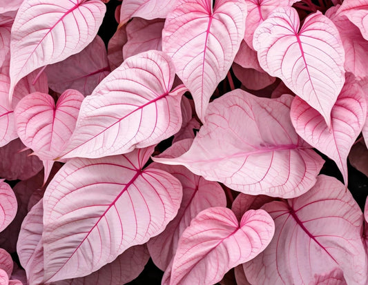 Caladium Bulbs 6 Pack - Pinky Swear Variety - Perennial Elephant Ears (Caladium bicolor) for Planting