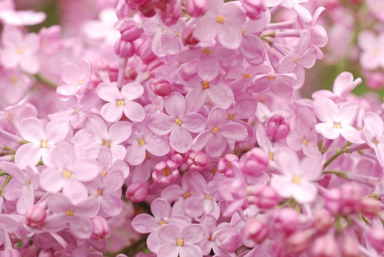 Blush Lilac Seeds - 25 Pack - Fragrant Perennial Flower - Syringa vulgaris - US Seller