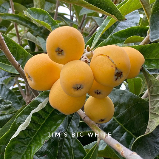 Big Jim White Loquat Scions - 3 Cuttings for Grafting - Sweet Loquat Variety (Eriobotrya japonica)