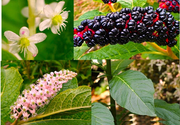 30+ Fresh American Pokeweed Seeds - Inkberry, Dragonberries (Phytolacca americana)