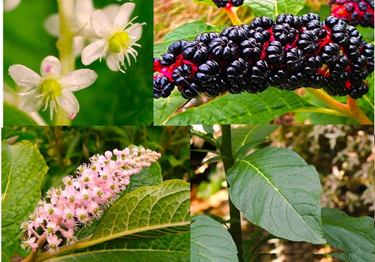 30+ Fresh American Pokeweed Seeds - Inkberry, Dragonberries (Phytolacca americana)