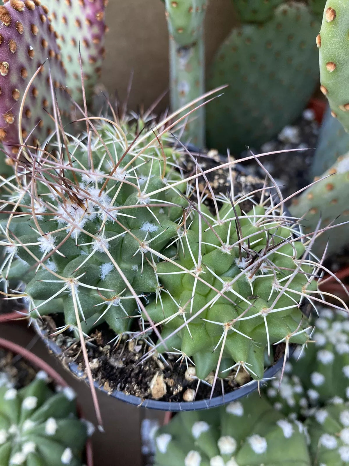 Mammillaria Polythele Durispina Cactus | 3 Inch Nursery Pot | Desert Plant | Succulent Garden Decor