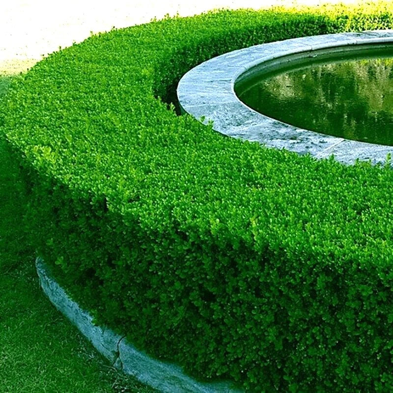 Boxwood Tree Seeds - Hardy Buxus sempervirens - English Boxwood for Landscaping - Evergreen Shrub Seeds