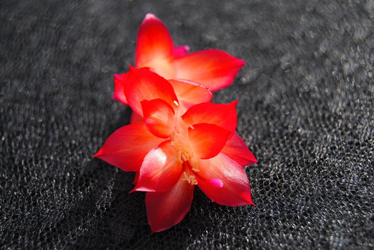 Christmas Cactus Starter Plant - Small Healthy Schlumbergera Truncata - Vista Sun Variety - Well Rooted for Easy Growth