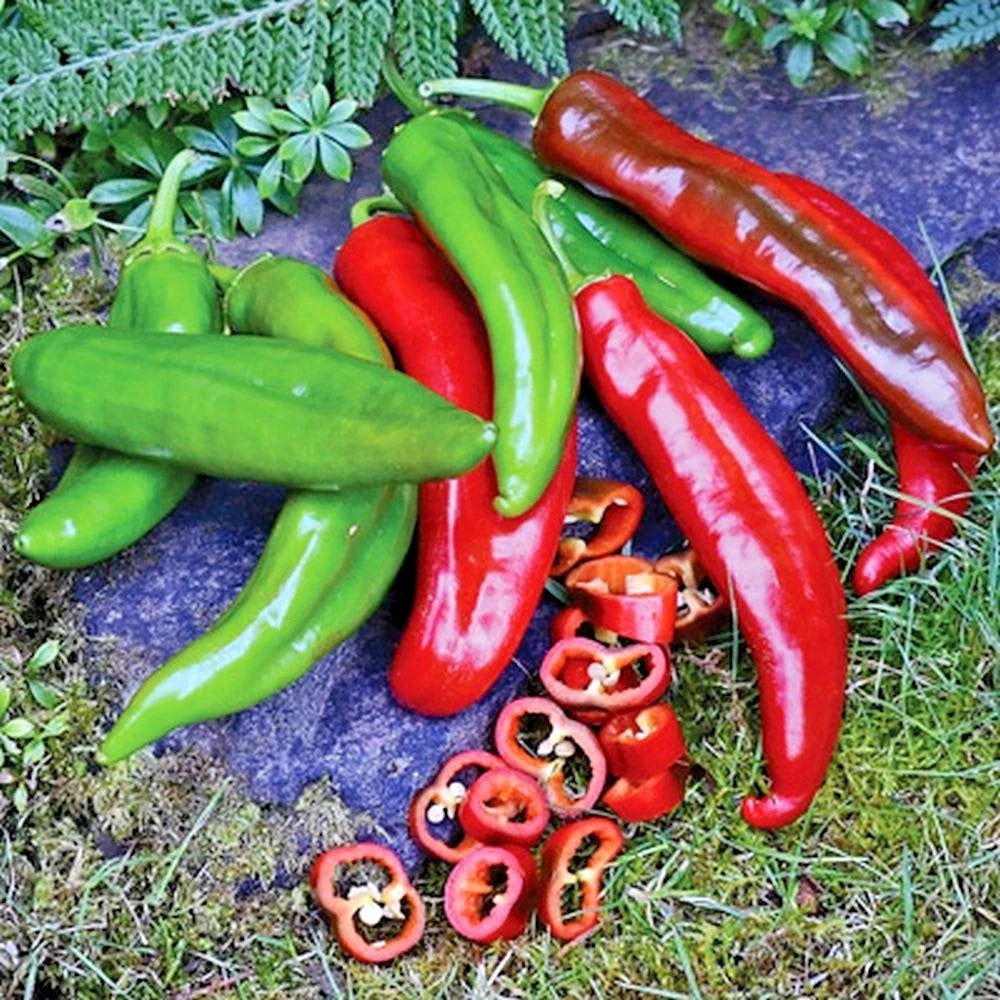 Anaheim Chili Pepper Seeds - Organic Heirloom Variety for Vegetable Garden - Easy to Grow, Container Friendly