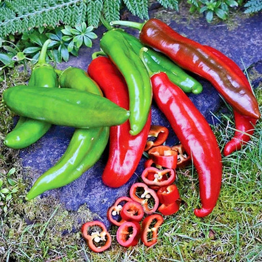 Anaheim Chili Pepper Seeds - Organic Heirloom Variety for Vegetable Garden - Easy to Grow, Container Friendly