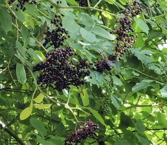 European Black Elderberry Seeds - 100 Pack - Sambucus nigra - Ideal for Planting and Home Gardens