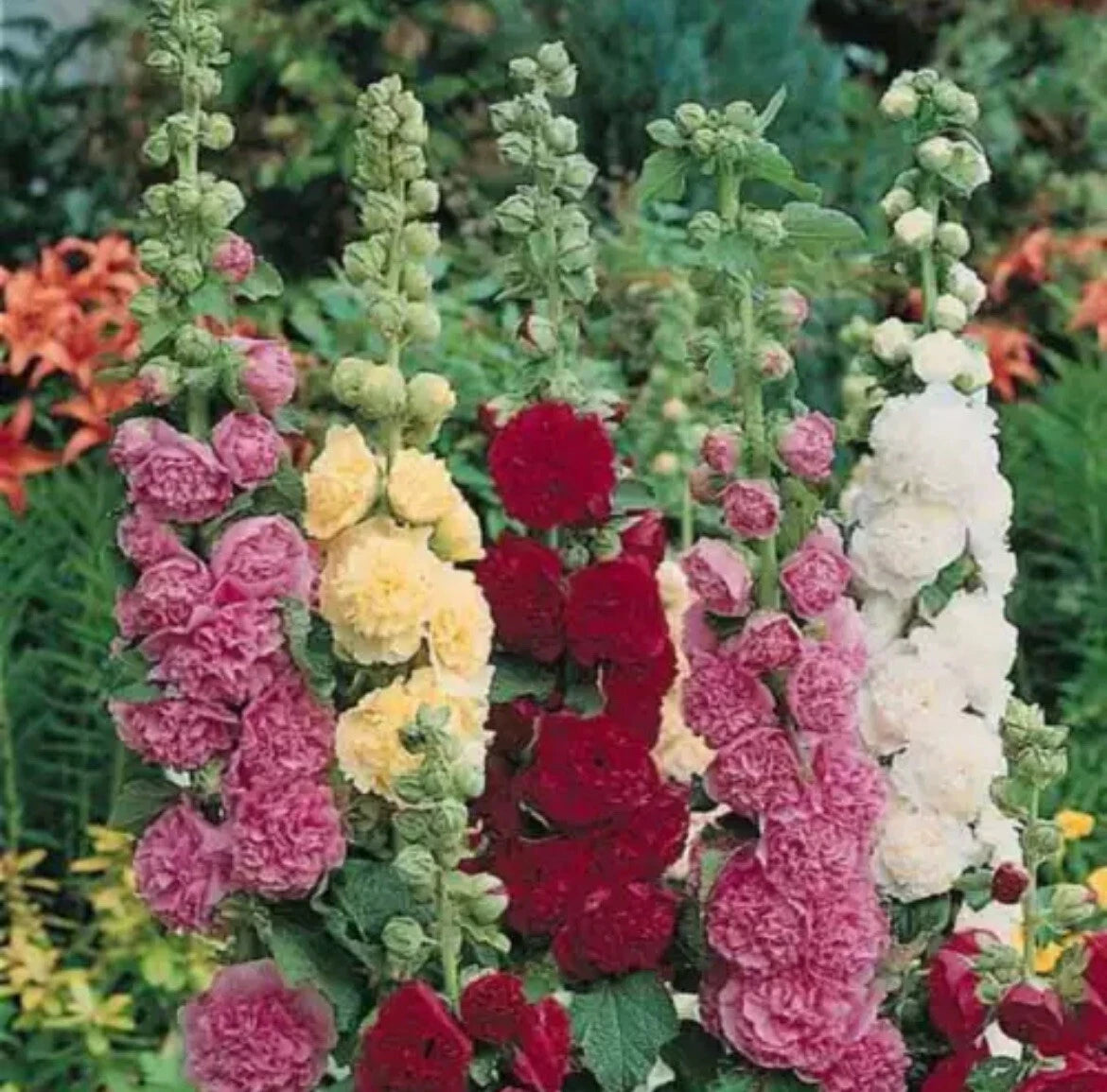 25 Summer Carnival Mix Hollyhock Seeds - Easy Non-GMO Flowers - Free Shipping - Ideal for Texas Gardens