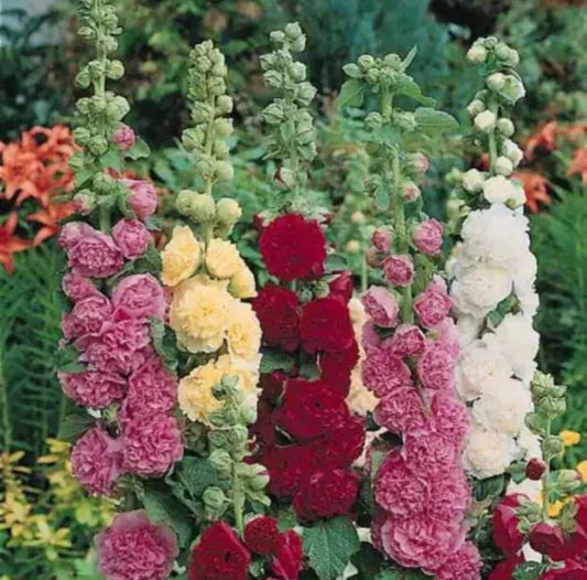 25 Summer Carnival Mix Hollyhock Seeds - Easy Non-GMO Flowers - Free Shipping - Ideal for Texas Gardens