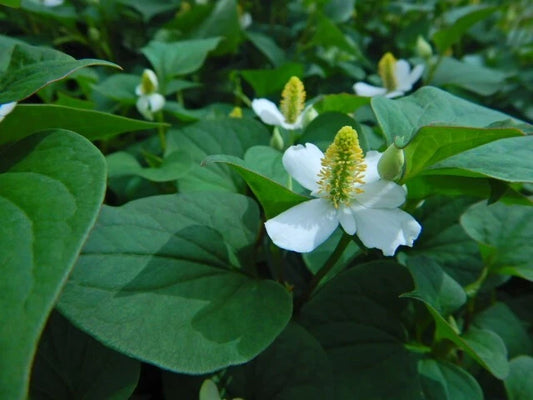 Chameleon Plant Lot of 10 - Houttuynia Cordata Fish Mint Asian Herb 魚腥草, Diep Ca - Edible Ground Cover