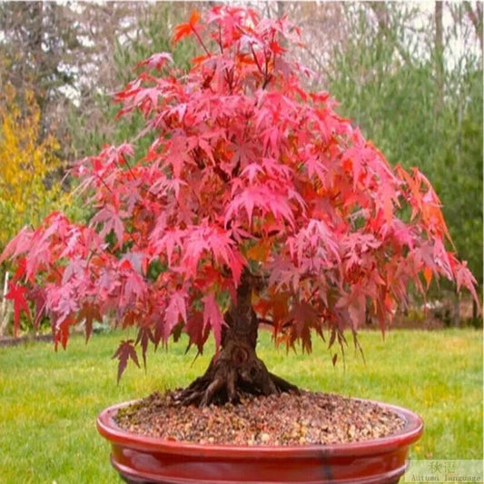 20 Seeds Japanese Red Maple Tree Bonsai - Acer palmatum, Rare Plant for Home Garden