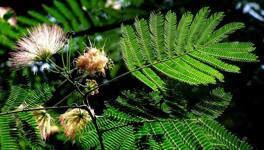 Mimosa Seeds - Persian Silk Tree Seeds - Albizia julibrissin - Fast-Growing Flowering Tree for Gardens and Landscaping