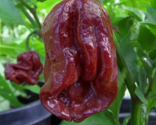 7-Pot Douglah Pepper Seeds - 15 Authentic Super-Hot Seeds - Capsicum chinense