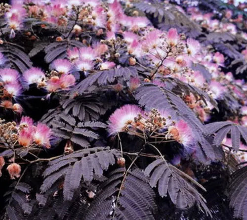 Chocolate Mimosa Tree Seeds - 10 Count - Silk Tree - Albizia julibrissin Seeds for Summer Planting