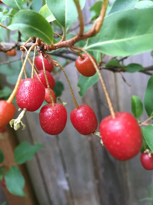 Goumi Cuttings - Four Edible Red Fruit Plants - Nitrogen Fixing Permaculture Tree - Elaeagnus multiflora