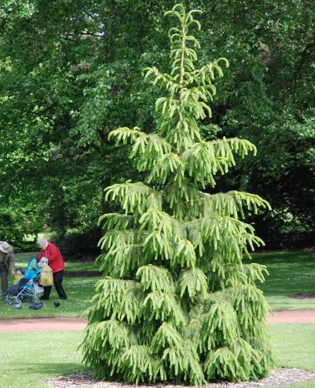 Himalayan Spruce Tree Seeds - Weeping Morinda Evergreen Bonsai - Picea smithiana