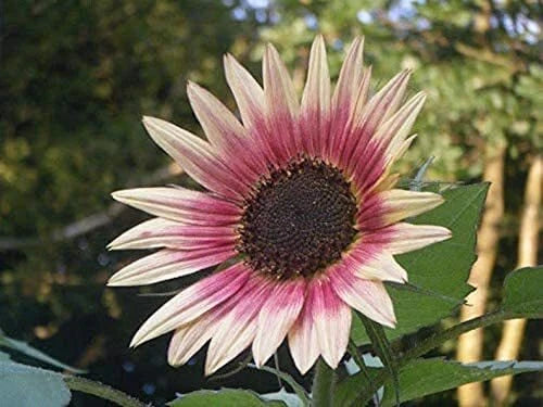 Indian Blanket Sunflower Seeds - 25 Pack - Exotic Varieties - Gaillardia pulchella