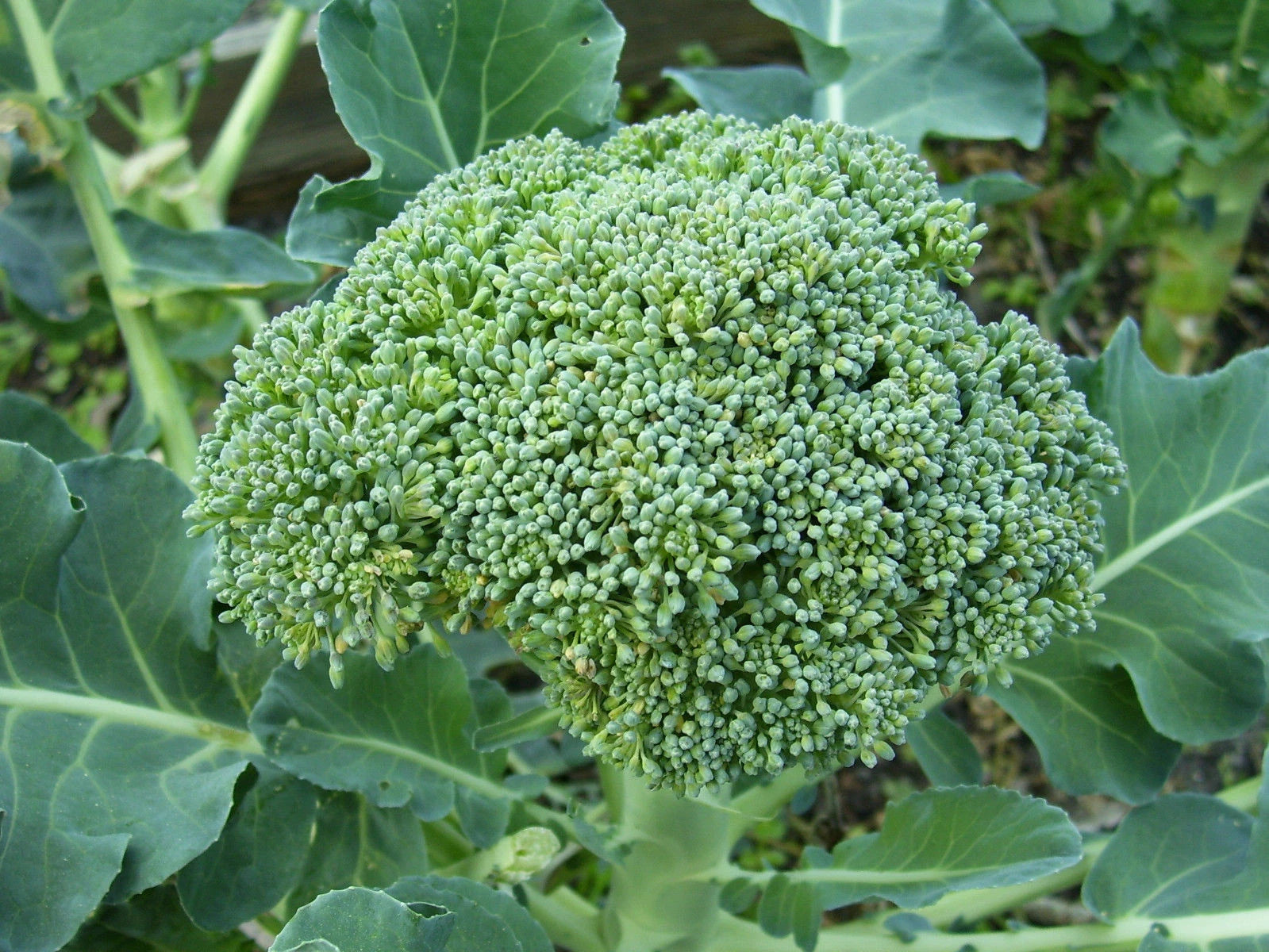 Broccoli De Cicco Seeds - Non-GMO Cruciferous Variety - Multiple Sizes Available - Brassica oleracea