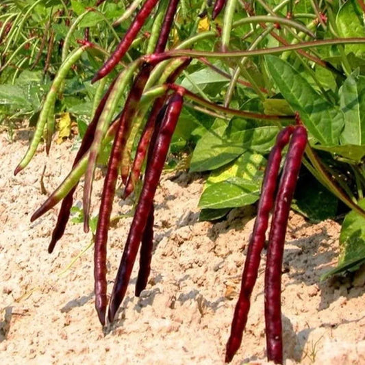 Mississippi Pinkeye II Purplehull Cowpea Seeds - 50+ Count - Vigna unguiculata for 2025 Planting