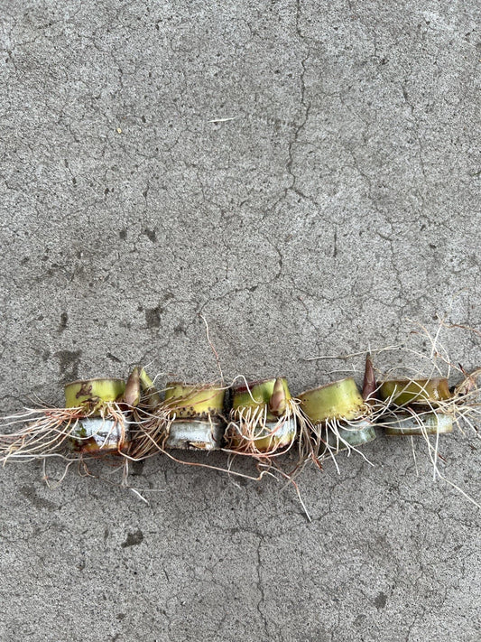 5pcs Rooted Sugarcane Cuttings | Sweet Juicy Tropical Live Plants | Ready to Plant | Saccharum officinarum