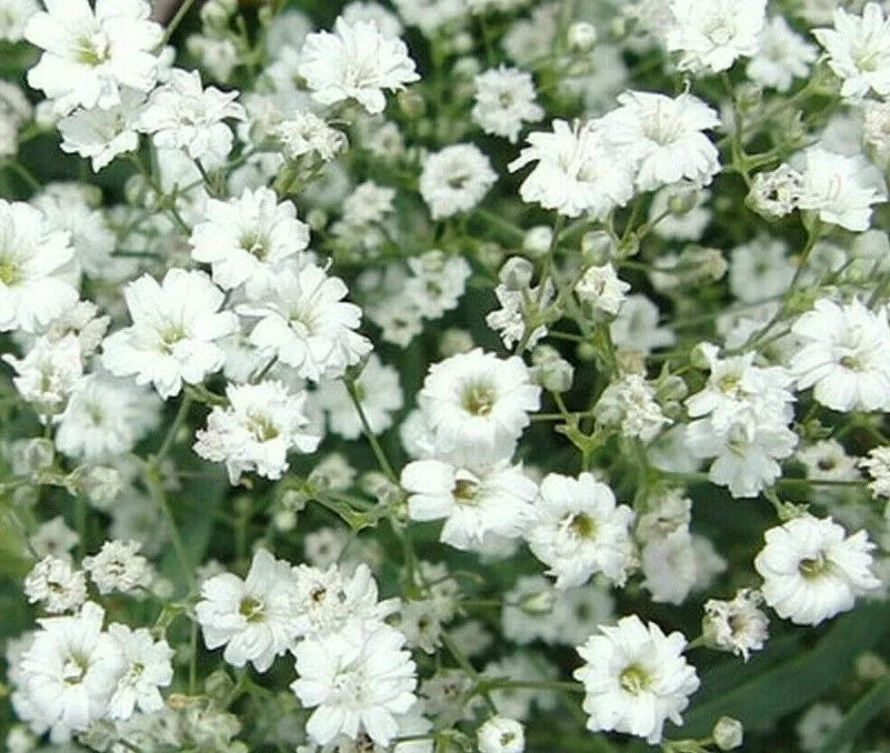 Baby's Breath Seeds 1000+ Gypsophila White Flower Annual Garden Seeds