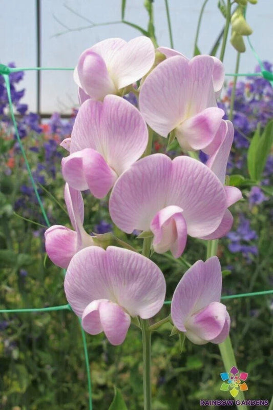 50+ Lathyrus latifolius 'Blushing Bride' Sweet Pea Seeds - Perennial Flower Seeds for Garden Planting