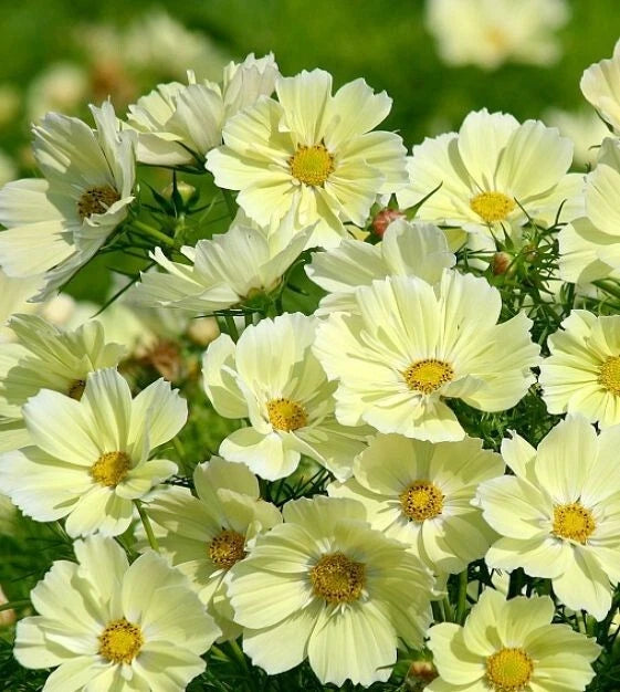 Xanthos Cosmos Seeds - 200+ Pack for Garden Planting - USA Grown - Free Shipping!