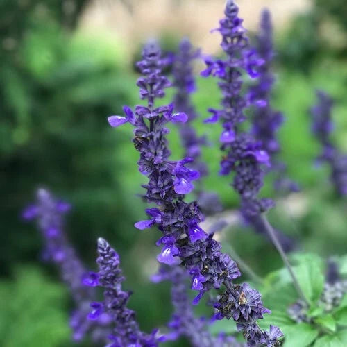 50 Salvia 'Playin' the Blues' Seeds, Perennial Flower Seeds, Vibrant Blue Blooms, Salvia nemorosa, US Seller