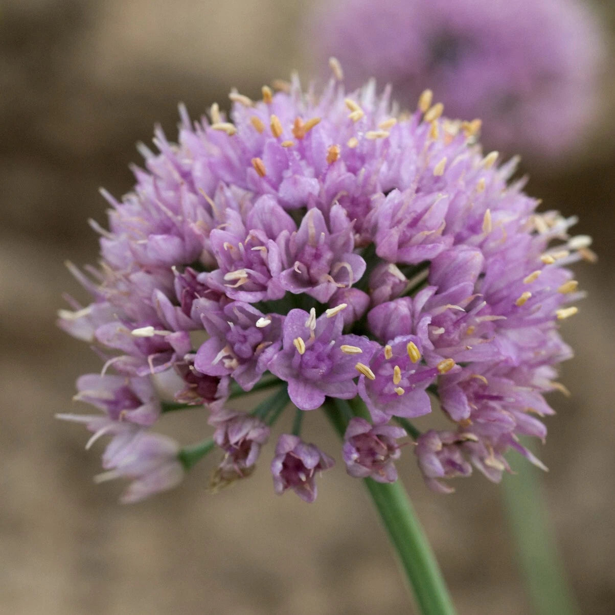 Allium Blue Eddy Ornamental Onion Plant, 5.25 inch Pot Size, Perennial, Sun-Loving Perennial (Allium senescens)