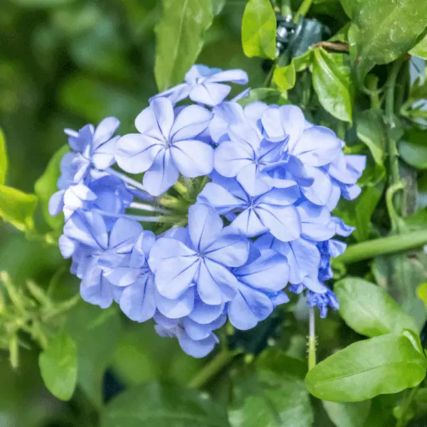 Cape Plumbago Seeds, Sky Blue, Packet of 50, Plumbago auriculata