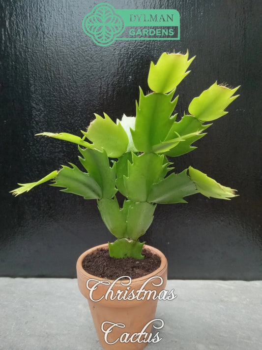 Christmas Cactus Live Plant 2-4 inches - Schlumbergera x buckleyi - Holiday Houseplant - Vibrant Green Foliage