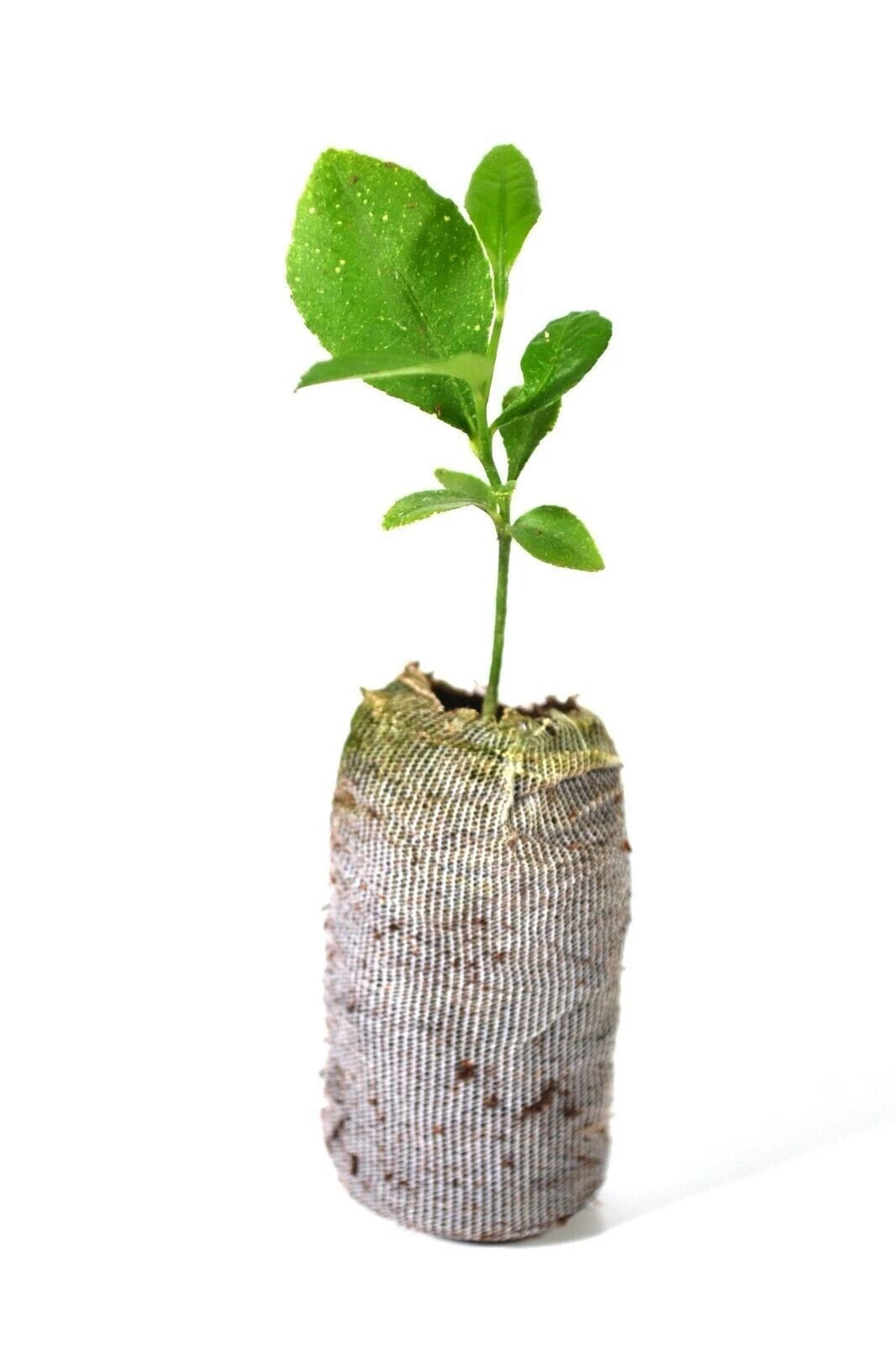 Meyer Lemon Tree Plant 5"-10" Organic Non-GMO Citrus × meyeri Indoor/Outdoor Frost Tolerant