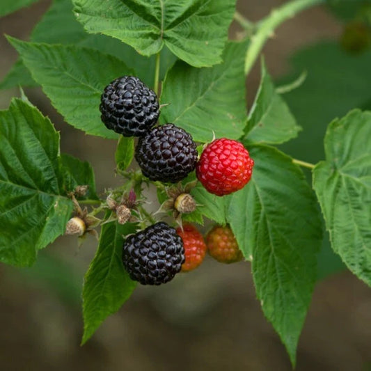 Black Raspberry Plant - Live Rooted Starter - Black Delicious Variety - Zones 5-9 - Rubus occidentalis