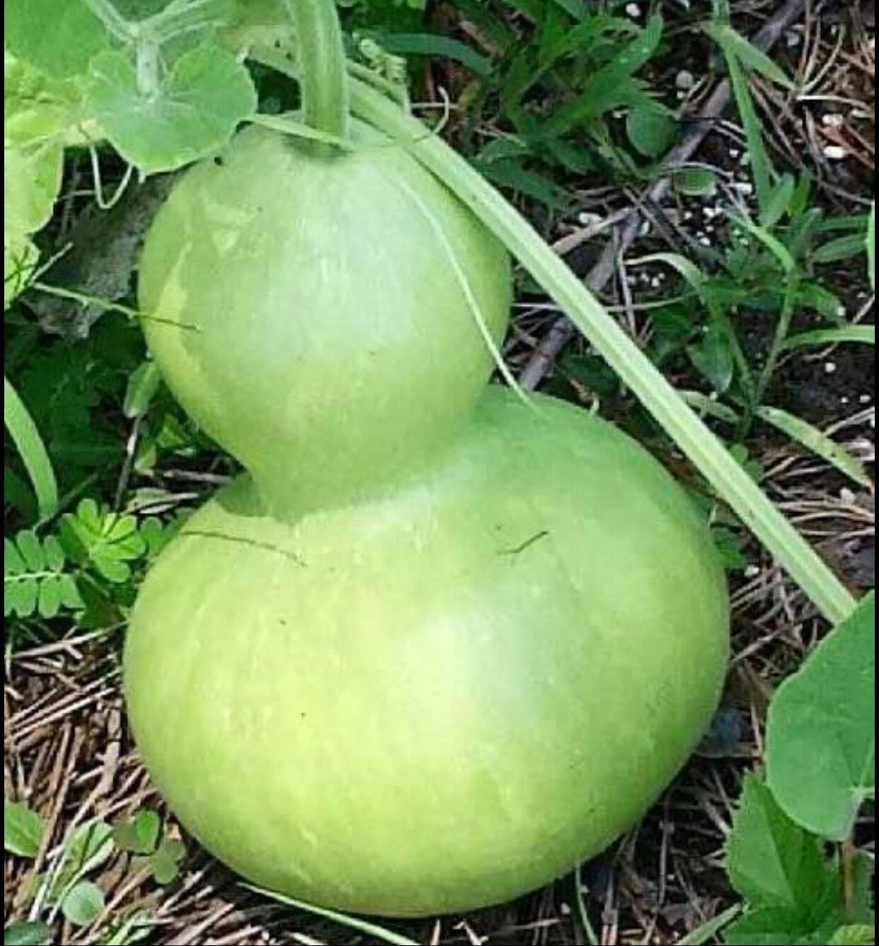 Birdhouse Gourd Seeds - 10+ Seeds, Calabash Asian Buddha Squash, Cucurbita gourd